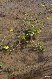 Image result for Tragus pedunculatus