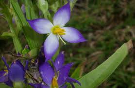 Image result for Exacum