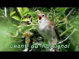 Dane fliedner is an integrative and functional medicine pediatrician. Rossignol Philomele Chant Chant D Oiseau Youtube