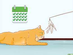 Hallo an alle, bin dabei mir eine neue couch zuzulegen und möchte meine katze davon fernhalten. Katzen Von Mobeln Fernhalten Wikihow