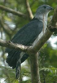 Birds Of Prey Wikipedia Gray Headed Kite Wikipedia The Free Encyclopedia Birds Of Prey Bald Eagle Kite