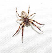They are members of the garden orb weaver family (araneus). Arachnids Of North Carolina