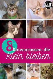 forever kitten katzen die klein bleiben diese 8 zwergrassen sind zum verlieben cat news net katzen rassen katzen katzenrassen