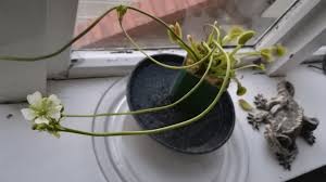 The reason why the flower stalk is tall is to avoid the plant triggering its own traps. Venus Flytrap Care Growth Requirements And Common Problems Outdoor Garden Accessories