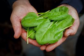 5 Health Benefits Of Spinach You Never Knew Farmers Almanac