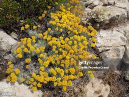 Image result for Helichrysopsis