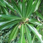 Image result for Breonadia