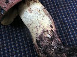 Image result for Boletus speciosus