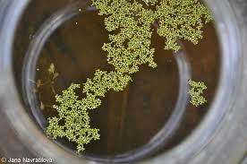 Image result for Wolffia arrhiza