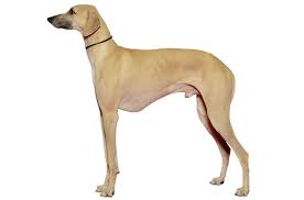 Maybe you would like to learn more about one of these? Sloughi Puppies For Sale In Columbus Ohio Adoptapet Com