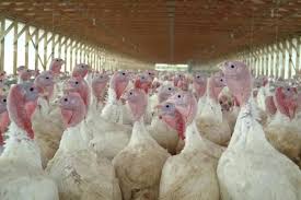 Turkey farming in Nigeria