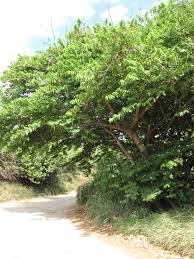 Image result for Broussonetia