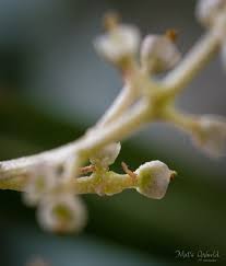 Maybe you would like to learn more about one of these? Olive Flowering Pollination And Fruit Set Factors The Olive Oil Source