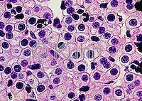 We did not find results for: Microscopic Animal Cells Images Kuhn Photo