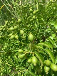 Image result for Morinda asteroscepa