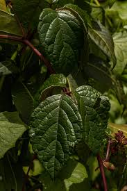 Image result for Cyphostemma montanum