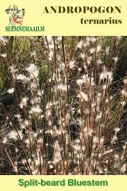 Image result for Andropogon eucomus