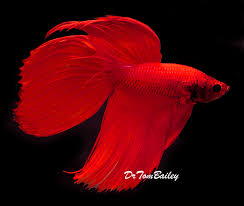 Their large pectoral fins make them look as if they are fluttering through the water! Male Betta For Sale Aquariumfish Net