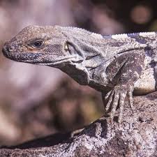Our relationships with some of the breeding farms gives us access to new color mutations as well so make sure you visit. Rikenmon S Nature Guide Black Spiny Tailed Iguana Ctenosaura Similis