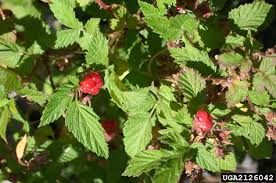 Image result for Rubus