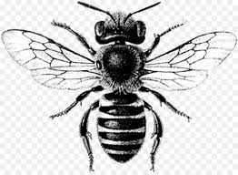 15 contoh simbiosis mutualisme beserta gambar dan penjelasannya. Lebah Kertas Ratu Lebah Gambar Png