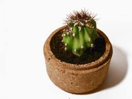 Since this tutorial is easier to duplicate using a vector software, you can modify the color later. How To Mend A Cactus Ifixit Repair Guide