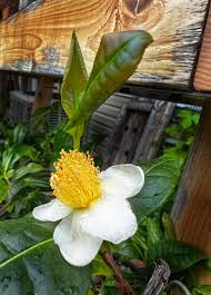 Image result for Camellia sinensis