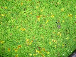 Image result for Azolla filiculoides