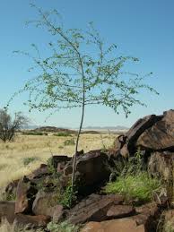 Image result for Grewia praecox