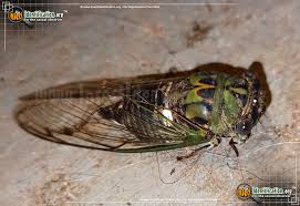 Image result for Gnidia inconspicua