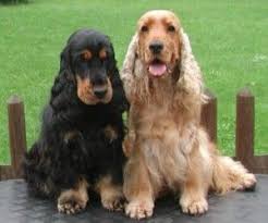 Full Grown Black American Cocker Spaniel Cocker Spaniels Come With Pros And Cons All Pet News English Cocker Spaniel Cocker Spaniel Dog English Cocker