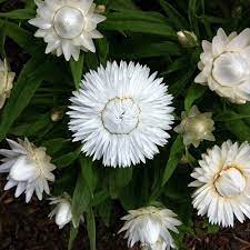 Pin By Lewis Ginter Botanical Garden On Blooms We Love Lewis Ginter Botanical Garden Beautiful Flowers Garden Everlasting Flowers