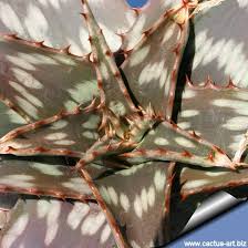 Image result for Aloe komatiensis