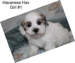 Our havanese pups are akc registered cuddly, very loving, and smart. Havanese Dogs For Sale In North Carolina Agriseek Com