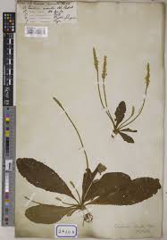 Image result for Elytraria acaulis