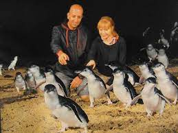 One of victoria's major tourist draws, this evening parade of little penguins (eudyptula minor) showcases the world's smallest, and probably cutest if you plan to see other attractions on the island, consider purchasing a parks pass. K2zfs9ftbjbmxm