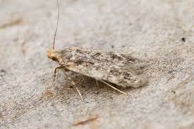 Image result for Bryotropha senectella