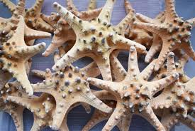 Large Chocolate Chip Starfish 7 8