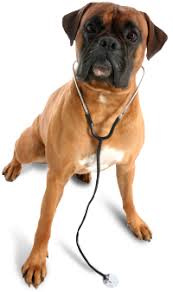 We specialize in reproductive and orthopedic services. Ajo Veterinary Clinic Veterinarian In Tucson Az Us