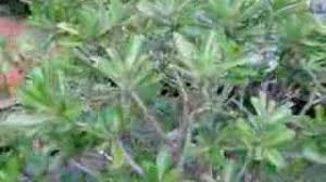 Image result for Synadenium pereskiifolium