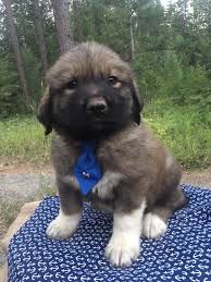 It is affectionate and devoted, known for its friendliness to all people and animals. View Ad Great Pyrenees Newfoundland Mix Puppy For Sale Near Idaho Bonners Ferry Usa Adn 88890