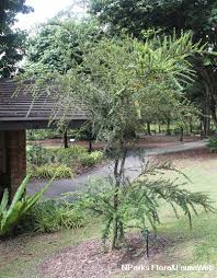 Image result for Brya