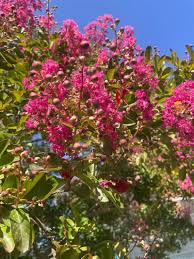 Image result for Lagerstroemia