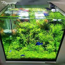 A Massive Mix Of Plants Like An Underwater Bouquet The Perfect Underwater Garden Nano Planted Aquari Freshwater Aquarium Plants Betta Aquarium Aquarium Fish