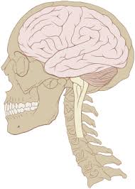 Image result for brain
