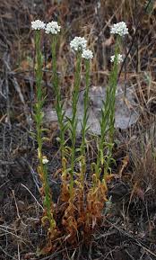 Image result for Gnaphalium unionis