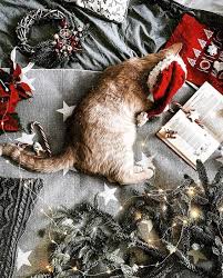 Unwrapping Christmas Cozy Christmas Christmas Aesthetic Christmas Animals
