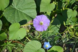Image result for Ipomoea parasitica
