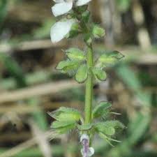 Image result for Syncolostemon elliottii