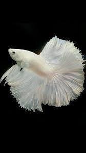 There have been a few appearances of them throughout history, but they are quite rare and nobody has figured out how to make a strain of albinos yet. Albino Betta Fish Picture 8 Of 20 Solid White Halfmoon Hd Wallpapers Wallpapers Download High Resolution Wallpapers Betta Fish Betta Cellphone Wallpaper